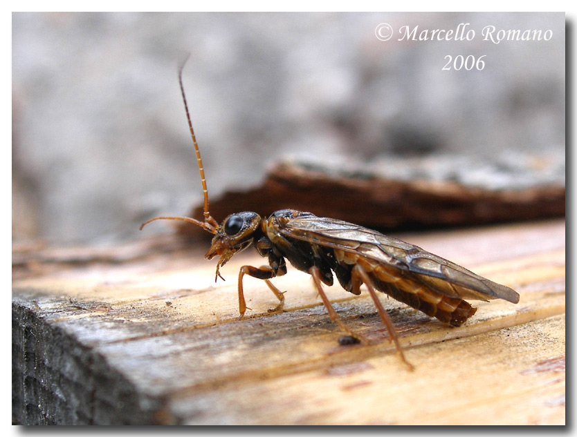 Insetti del Parco Adamello Brenta (TN): immagini e appunti